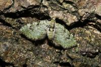 Chloroclystis v-ata