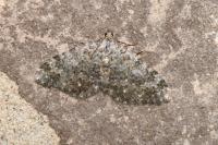Coenotephria salicata