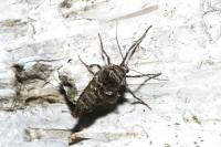 Cryopega bajaria