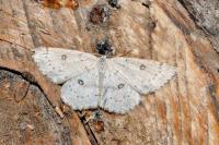 Cyclophora albipunctata