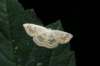 Cyclophora annularia
