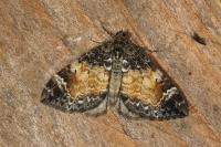 Dysstroma truncata