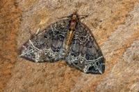 Ecliptopera silaceata