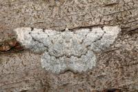Yezognophos dilucidaria