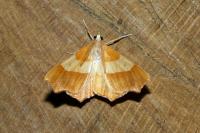 Ennomos quercinaria