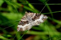 Epirrhoe alternata