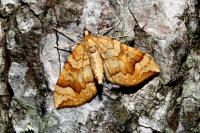 Eulithis populata
