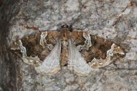 Eulithis prunata