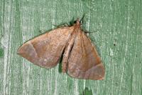 Eulithis testata