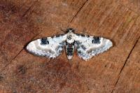 Eupithecia centaureata