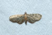 Eupithecia haworthiata