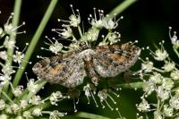Eupithecia icterata
