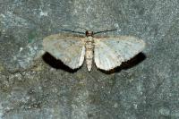 Eupithecia inturbata