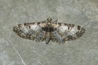 Eupithecia irriguata