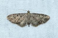 Eupithecia subfuscata