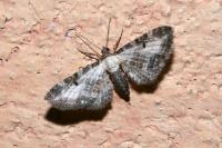 Eupithecia succenturiata