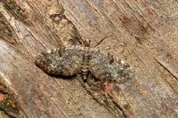 Eupithecia tantillaria