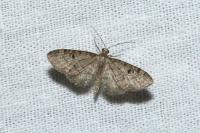Eupithecia virgaureata