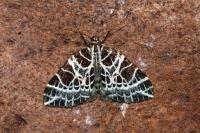 Eustroma reticulata