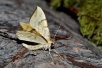 Gandaritis pyraliata