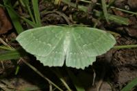 Geometra papilionaria