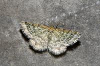 Heliomata glarearia