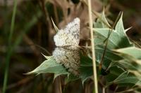 Heliomata glarearia