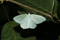 Hemistola chrysoprasaria