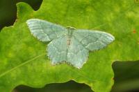 Hemithea aestivaria
