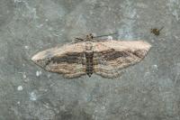 Horisme vitalbata