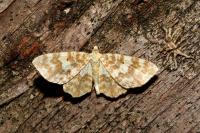 Hydrelia flammeolaria