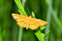 Idaea aureolaria