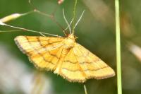 Idaea aureolaria