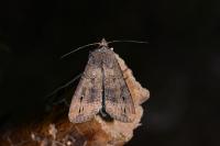 Agrotis ipsilon
