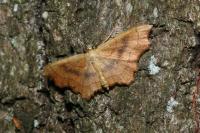 Idaea emarginata
