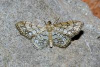 Idaea moniliata