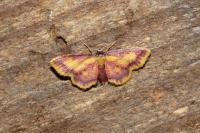 Idaea muricata