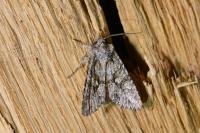 Dryobotodes eremita