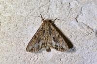 Apamea monoglypha monoglypha