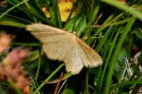 Idaea rufaria