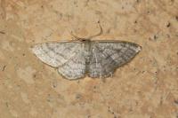 Idaea subsericeata