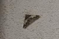 Agriopis leucophaearia