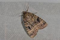 Amphipyra berbera svenssoni