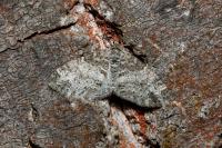 Lobophora halterata