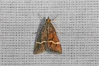 Pyrausta cingulata