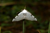 Lomographa bimaculata