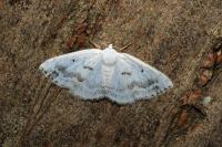 Lomographa temerata