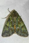 Polyphaenis sericata