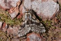 Lycia pomonaria