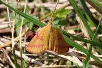 Lythria purpuraria